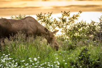 Moose sunset