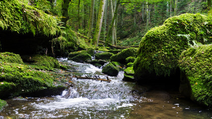 Fluss im Wald
