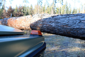Baum fällt in Waldstrasse