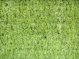 Green grass wall texture natural background