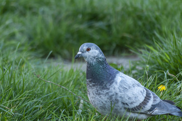 Close-up on a pigeon. City bird.