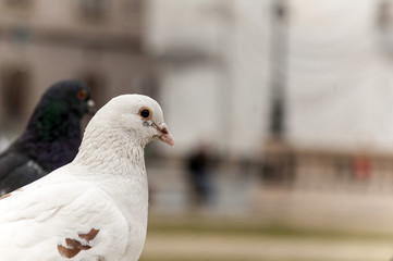 Close-up on a pigeon. City bird.