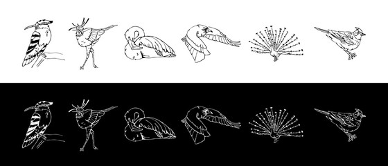 Hand-drawn pencil graphics, birds set