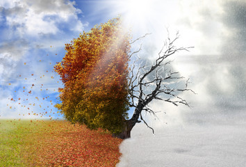 Autumn and winter season tree, concept