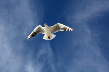 seagull close flying