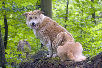 Fototapeta premium Hunde auf Baumstamm