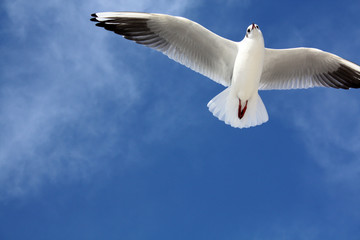 seagull close flying