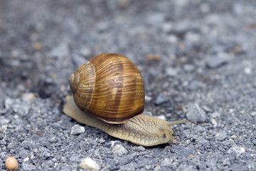 Schnecke auf Strasse