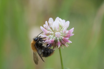 Biene an Kleeblüte