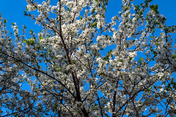 White blossoming apple-tree against the blue sky.