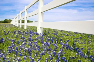 Papier Peint photo autocollant Printemps Bluebonnets blooming along a white fence in the spring