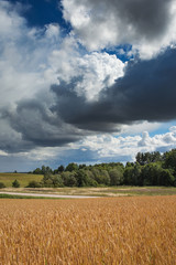 Obraz premium Ripe grain field in summer afternoon.