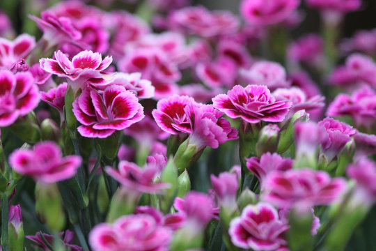 Nelken pink