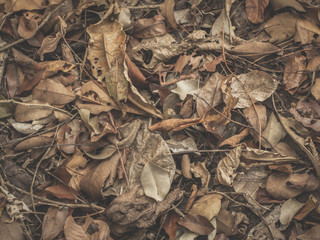 Texture of autumn Dry leaves background, Dried leaves, vintage tone hipster style, copy-space