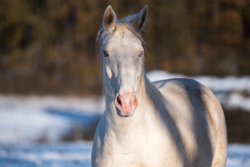 White nice horse.