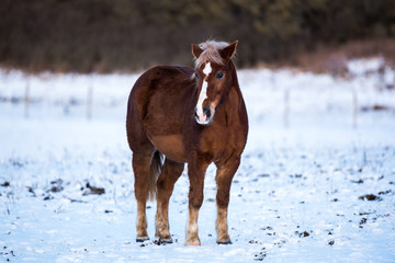 Fototapeta na wymiar Beautiful horses in winter.