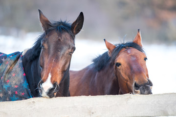 Fototapeta premium Two beautiful horses.