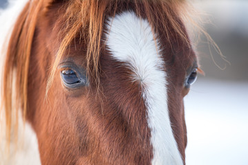 Beautiful horses in winter.