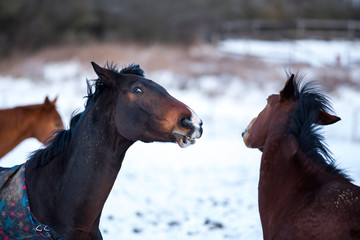 Two lovers horses.