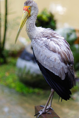 white stork sitting on bridge railings, ciconia, at rainy day.
