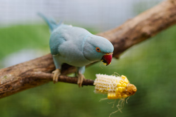 White and blue parrot eating corn delicious. sitting on a branch