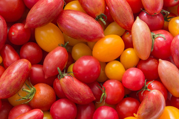 Mixed multi colored tomato background