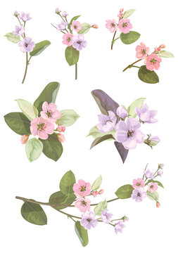 Collection of apple, (cherry, sakura, plum) pink, mauve flowers, spring blossom (bloom). Florets, branches, buds, green leaves on white background. Digital draw in watercolor style, vector
