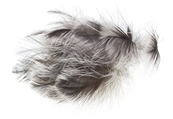 gray feathers on a white background