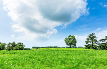 green meadow and trees landscape in the nature park,beautiful summer season
