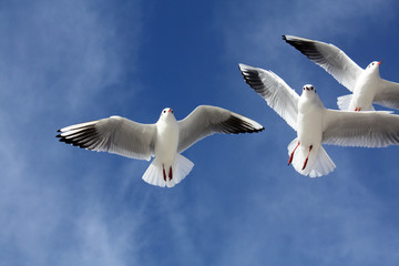 seagulls close flying