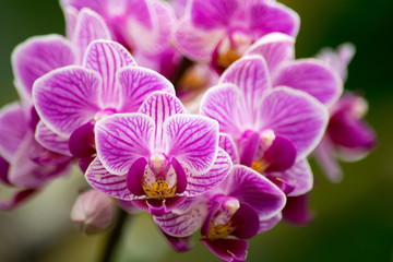 Fototapeta na wymiar a collection of pink orchids 