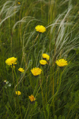 Yellow flowers in a meadow with growing feather grass