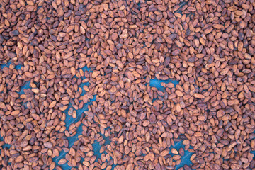 Cacao beans drying in the sun on a bamboo mat