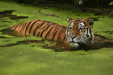 Fototapeta premium Tygrys syberyjski Panthera tigris altaica pływający w wodzie bezpośrednio przed fotografem. Niebezpieczny drapieżnik w akcji. Tygrys w środowisku zielonej tajgi. Piękne dzikie zwierzę w niewoli.