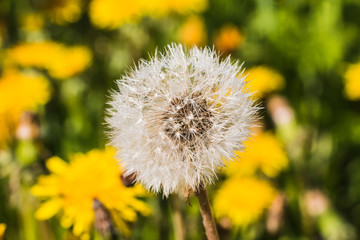 Dandelion flowers in green grass in a good day