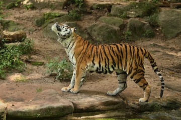 Siberian tiger, Panthera tigris altaica, posing directly in front of the photographer. Dangereous predator in action. Tiger in green taiga habitat. Beautiful wild animal in captivity.