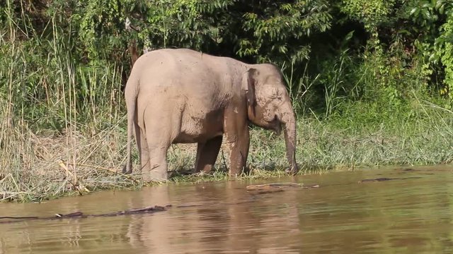 Borneo Pygmy Elephant (Elephas maximus borneensis) - ボルネオゾウ