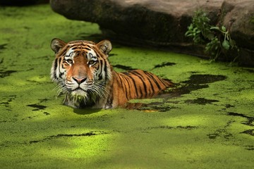 Siberian tiger, Panthera tigris altaica, swimming in the water directly in front of the photographer. Dangereous predator in action. Tiger in green taiga habitat. Beautiful wild animal in captivity. © photocech