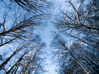 Tree forest bottom view