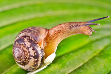 Snail on a green leaf.