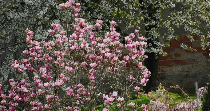 beautiful spring pink Magnolia tree moving by wind in springtime garden