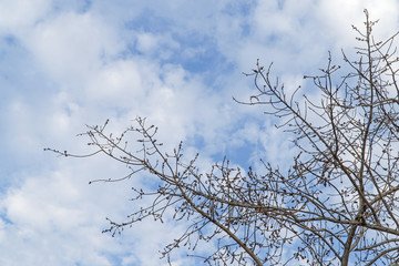 Under of tree and with branch magnify