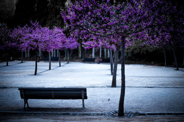 Empty wooden bench and blossoming trees in park, spring scene