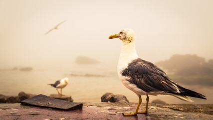 Seagull with a dirty face standing on a coastal wall overlooking rocks and the sea on a misty atmospheric day in a close up profile view