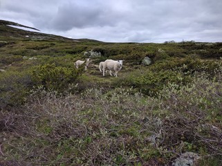 The animals are cloising in Hardangervidda, Norway