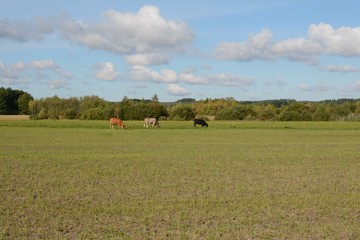 Pastwisko © agacelej