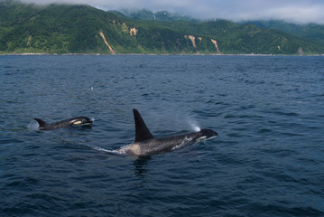 Fototapeta premium A group of Killer Whales swimming in the sea of Okhotsk near the Shiretoko Peninsula, Hokkaido, Japan