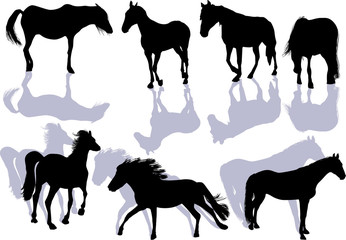 seven horse silhouettes isolated on white