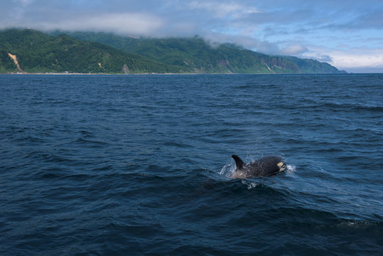 A group of Killer Whales swimming in the sea of Okhotsk near the Shiretoko Peninsula, Hokkaido, Japan