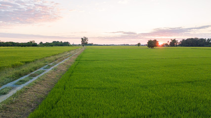 big tree along footpath beside two paddy fields